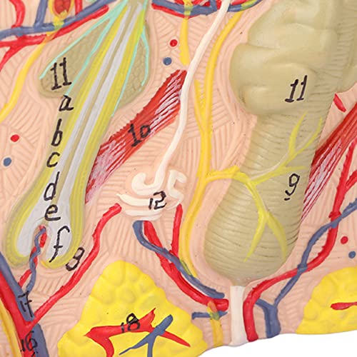 Magnified Skin Tissue Model, Magnified Anatomical Skin Model PVC for Anatomical Study for Skin Cosmetology for School Teaching