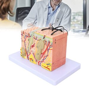 Magnified Skin Tissue Model, Magnified Anatomical Skin Model PVC for Anatomical Study for Skin Cosmetology for School Teaching