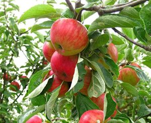 1 dwarf fuji apple tree 2 ft fruit trees sale gift thanks giving