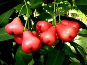 mitraee 100 rose apple fruit seeds