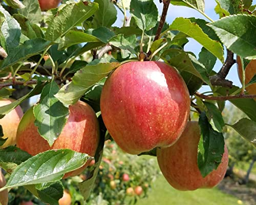 TriStar Plants - Gala Apple Tree - 1 Gallon - No Ship California, Healthy Established Roots, Semi Dwarf Apple Tree, Dwarf Gala Apple Tree, Small Apple Tree, Easy Care Orchard