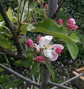 TriStar Plants - Gala Apple Tree - 1 Gallon - No Ship California, Healthy Established Roots, Semi Dwarf Apple Tree, Dwarf Gala Apple Tree, Small Apple Tree, Easy Care Orchard