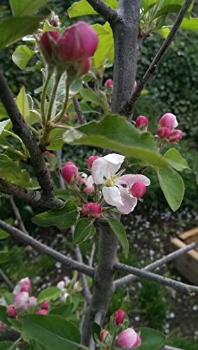 TriStar Plants - Gala Apple Tree - 1 Gallon - No Ship California, Healthy Established Roots, Semi Dwarf Apple Tree, Dwarf Gala Apple Tree, Small Apple Tree, Easy Care Orchard