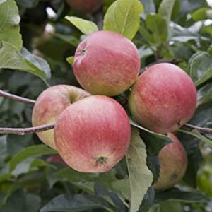 TriStar Plants - Gala Apple Tree - 1 Gallon - No Ship California, Healthy Established Roots, Semi Dwarf Apple Tree, Dwarf Gala Apple Tree, Small Apple Tree, Easy Care Orchard