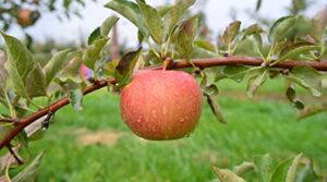 tristar plants - fuji apple tree - 1 gallon pot - no ship california, semi dwarf, full sun, fruit bearing, edible, cold hardy, heat tolerant, self fertile, red apple