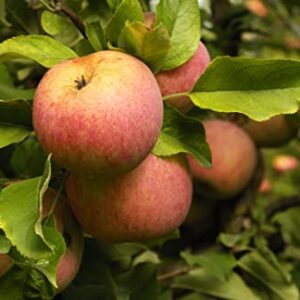 TriStar Plants - Fuji Apple Tree - 1 Gallon Pot - No Ship California, Semi Dwarf, Full Sun, Fruit Bearing, Edible, Cold Hardy, Heat Tolerant, Self Fertile, Red Apple