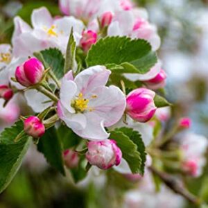 TriStar Plants - Fuji Apple Tree - 1 Gallon Pot - No Ship California, Semi Dwarf, Full Sun, Fruit Bearing, Edible, Cold Hardy, Heat Tolerant, Self Fertile, Red Apple