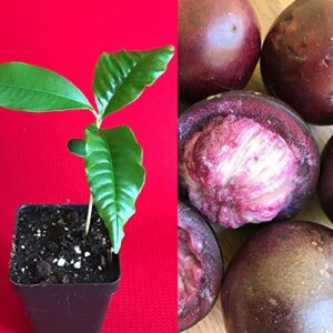caimito purple star apple chrysophyllum cainito seedling plant potted fruit tree