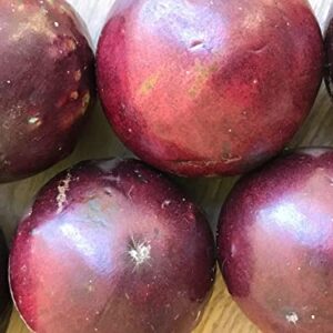 Caimito Purple Star Apple Chrysophyllum cainito Seedling Plant Potted Fruit Tree