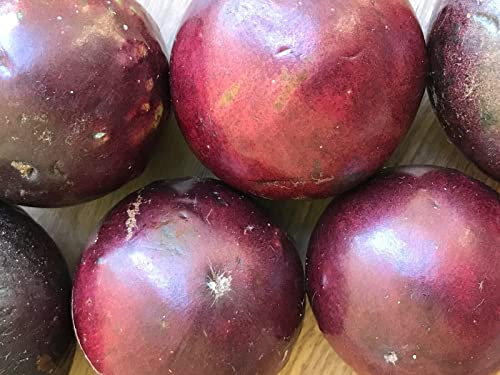 Caimito Purple Star Apple Chrysophyllum cainito Seedling Plant Potted Fruit Tree