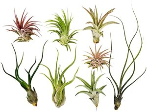 it blooms rainforest grown 8 pack assorted air plants - live tillandsia - easy care house plants - 30 day guarantee