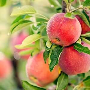 Delicious Apple Tree Seeds for Planting - 30 Seeds - Malus pumila, Common Apple Tree