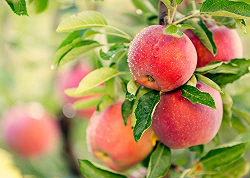 Delicious Apple Tree Seeds for Planting - 30 Seeds - Malus pumila, Common Apple Tree