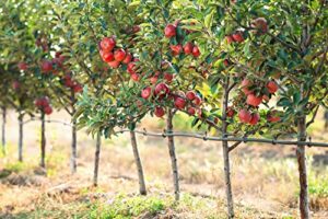 delicious apple tree seeds for planting - 30 seeds - malus pumila, common apple tree