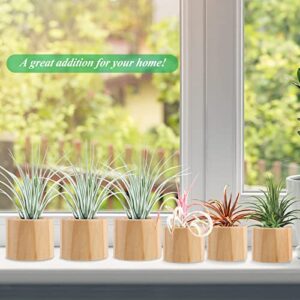 Set of 6 Wood Air Plant Holder- 2 Sizes Rustic Style Air Plant Pots Indoor Decorative Air Plants Display Containers Table Centerpiece for Home Office Tabletop Decor Supplies(Internal Dia 1.2" & 1.4")