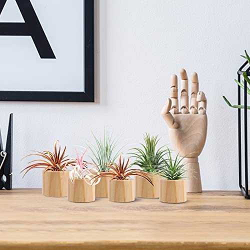 Set of 6 Wood Air Plant Holder- 2 Sizes Rustic Style Air Plant Pots Indoor Decorative Air Plants Display Containers Table Centerpiece for Home Office Tabletop Decor Supplies(Internal Dia 1.2" & 1.4")