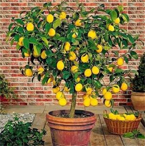 zcbang natural fruit seeds bonsai lemon tree seeds fruit seeds 20pcs