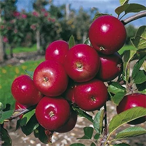 Natural Fruit Seeds Red Devil Apple Tree Seeds 30Pcs