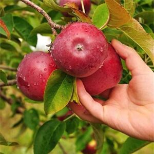 Natural Fruit Seeds Red Devil Apple Tree Seeds 30Pcs