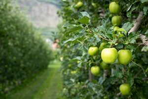 green apple tree seeds - 30 seeds - malus pumila antonovka