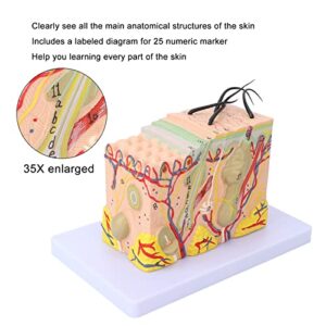 Skin Model, 35X Enlarged Human Skin Structure Anatomical Model 3D Enlarged Skin Model for Science Classroom Study Display Teaching Medical Model