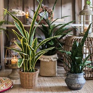 Beebel Artificial Snake Plant 22 Inch Fake Sansevieria Fake Agave Potted Plants Plastic Greenery for Home Garden Office Store Decoration 12 Leaves (Green)