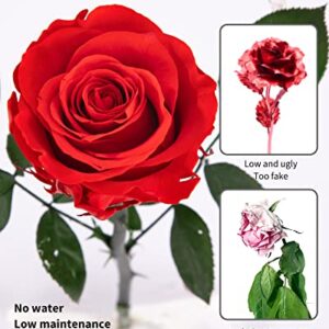 Preserved Rose, Preserved Flowers for Delivery Prime, Single Rose Flower Gifts for Women, Real Rose Gifts for Her, Birthday Gifts, Valentines Flowers for Girlfriend - Red Rose