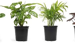 Altman Plants, Classic Houseplant Collection (4PK) Live Plants Indoor Plants Live Houseplants in Plant Pots, Easy House Plants Indoors Live, Snake Plant, Pothos in Potting Soil, Clean Air Plants