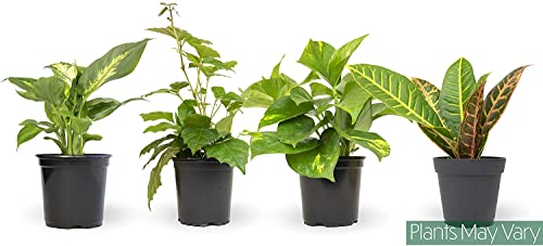 Altman Plants, Classic Houseplant Collection (4PK) Live Plants Indoor Plants Live Houseplants in Plant Pots, Easy House Plants Indoors Live, Snake Plant, Pothos in Potting Soil, Clean Air Plants