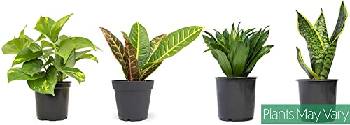 Altman Plants, Classic Houseplant Collection (4PK) Live Plants Indoor Plants Live Houseplants in Plant Pots, Easy House Plants Indoors Live, Snake Plant, Pothos in Potting Soil, Clean Air Plants