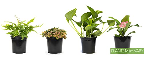 Altman Plants, Classic Houseplant Collection (4PK) Live Plants Indoor Plants Live Houseplants in Plant Pots, Easy House Plants Indoors Live, Snake Plant, Pothos in Potting Soil, Clean Air Plants