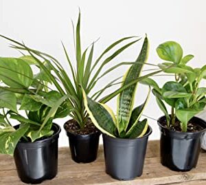 Altman Plants, Classic Houseplant Collection (4PK) Live Plants Indoor Plants Live Houseplants in Plant Pots, Easy House Plants Indoors Live, Snake Plant, Pothos in Potting Soil, Clean Air Plants