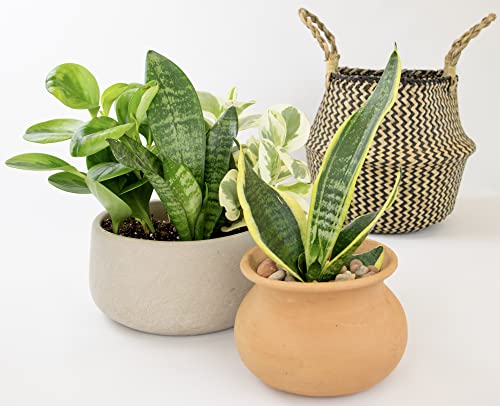 Altman Plants, Classic Houseplant Collection (4PK) Live Plants Indoor Plants Live Houseplants in Plant Pots, Easy House Plants Indoors Live, Snake Plant, Pothos in Potting Soil, Clean Air Plants