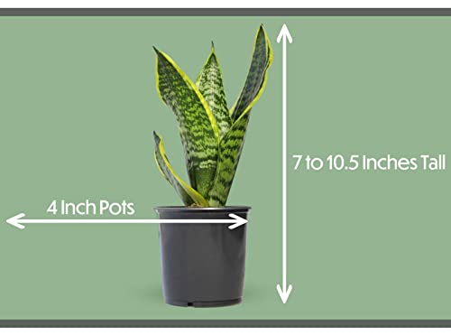 Altman Plants, Classic Houseplant Collection (4PK) Live Plants Indoor Plants Live Houseplants in Plant Pots, Easy House Plants Indoors Live, Snake Plant, Pothos in Potting Soil, Clean Air Plants