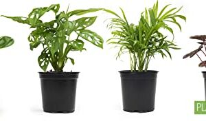 Altman Plants, Classic Houseplant Collection (4PK) Live Plants Indoor Plants Live Houseplants in Plant Pots, Easy House Plants Indoors Live, Snake Plant, Pothos in Potting Soil, Clean Air Plants