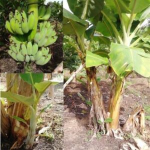 15 Banana Tree Seeds - 15 Seeds (Musa acuminata SSP. acuminata) - Pack of 15 Rare and Viable Seeds - QO Seeds