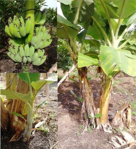 15 Banana Tree Seeds - 15 Seeds (Musa acuminata SSP. acuminata) - Pack of 15 Rare and Viable Seeds - QO Seeds