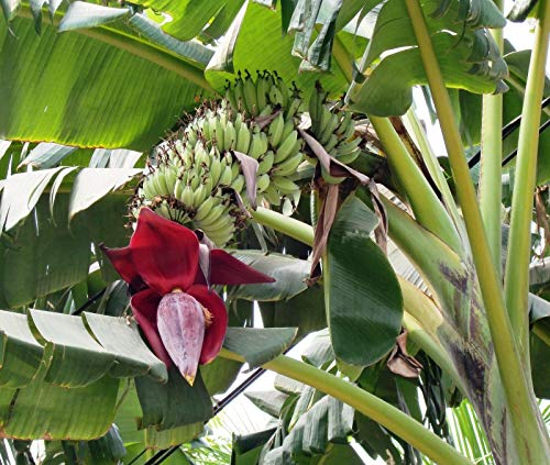 15 Banana Tree Seeds - 15 Seeds (Musa acuminata SSP. acuminata) - Pack of 15 Rare and Viable Seeds - QO Seeds