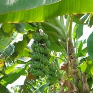 15 Banana Tree Seeds - 15 Seeds (Musa acuminata SSP. acuminata) - Pack of 15 Rare and Viable Seeds - QO Seeds