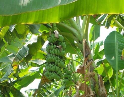 15 Banana Tree Seeds - 15 Seeds (Musa acuminata SSP. acuminata) - Pack of 15 Rare and Viable Seeds - QO Seeds