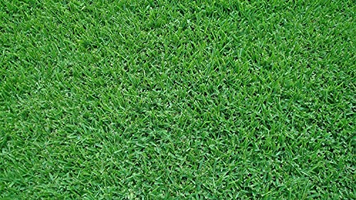 St. Augustine 'Seville' Sod - 3 Live Plugs - Drought, Salt & Shade Tolerant Turf Grass