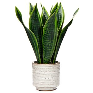 hollyone artificial snake plant with ceramic pot, 12" tropical fake snake plant potted faux sansevieria desk plant in pot for home office room indoor decor housewarming gifts