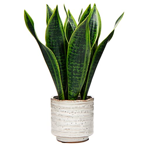 Hollyone Artificial Snake Plant with Ceramic Pot, 12" Tropical Fake Snake Plant Potted Faux Sansevieria Desk Plant in Pot for Home Office Room Indoor Decor Housewarming Gifts