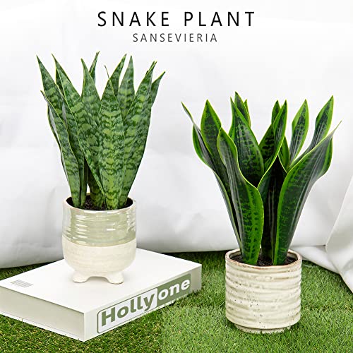 Hollyone Artificial Snake Plant with Ceramic Pot, 12" Tropical Fake Snake Plant Potted Faux Sansevieria Desk Plant in Pot for Home Office Room Indoor Decor Housewarming Gifts