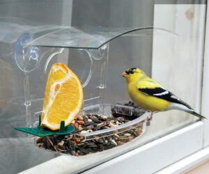 audubon mixed treat window bird feeders, pack of 4