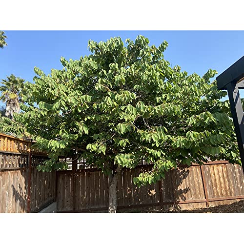 CHUXAY GARDEN Annona Cherimola-Cherimoya,Custard Apple,Sugar Apple Tree 5 Seeds Survival Gear Food Seeds Vegetables Fruit Survival kit Gardening Gifts