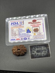 17 mukhi rudraksha from nepal natural bead 31.12mm 5.60gms igl certified exact bead