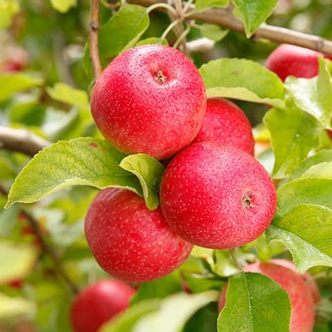 TriStar Plants - Pink Lady Apple Tree, 1 Gallon Pot - Healthy Established Roots, Young Tree, Easy Tree, Edible Fruit, Semi-Dwarf, Crisp Apple,