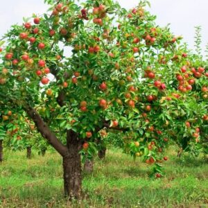 TriStar Plants - Pink Lady Apple Tree, 1 Gallon Pot - Healthy Established Roots, Young Tree, Easy Tree, Edible Fruit, Semi-Dwarf, Crisp Apple,