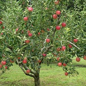 TriStar Plants - Pink Lady Apple Tree, 1 Gallon Pot - Healthy Established Roots, Young Tree, Easy Tree, Edible Fruit, Semi-Dwarf, Crisp Apple,